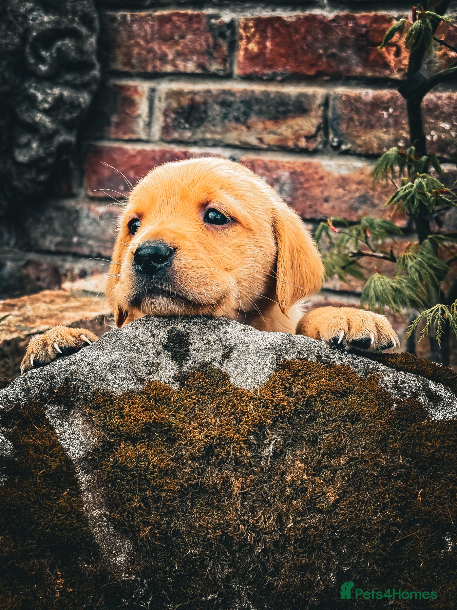 Goldador dogs Beautiful Deep Red Goldadors DNA Clear - Advert 1