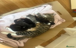 Bengal cats for sale: Half bengal mix  - Image 1