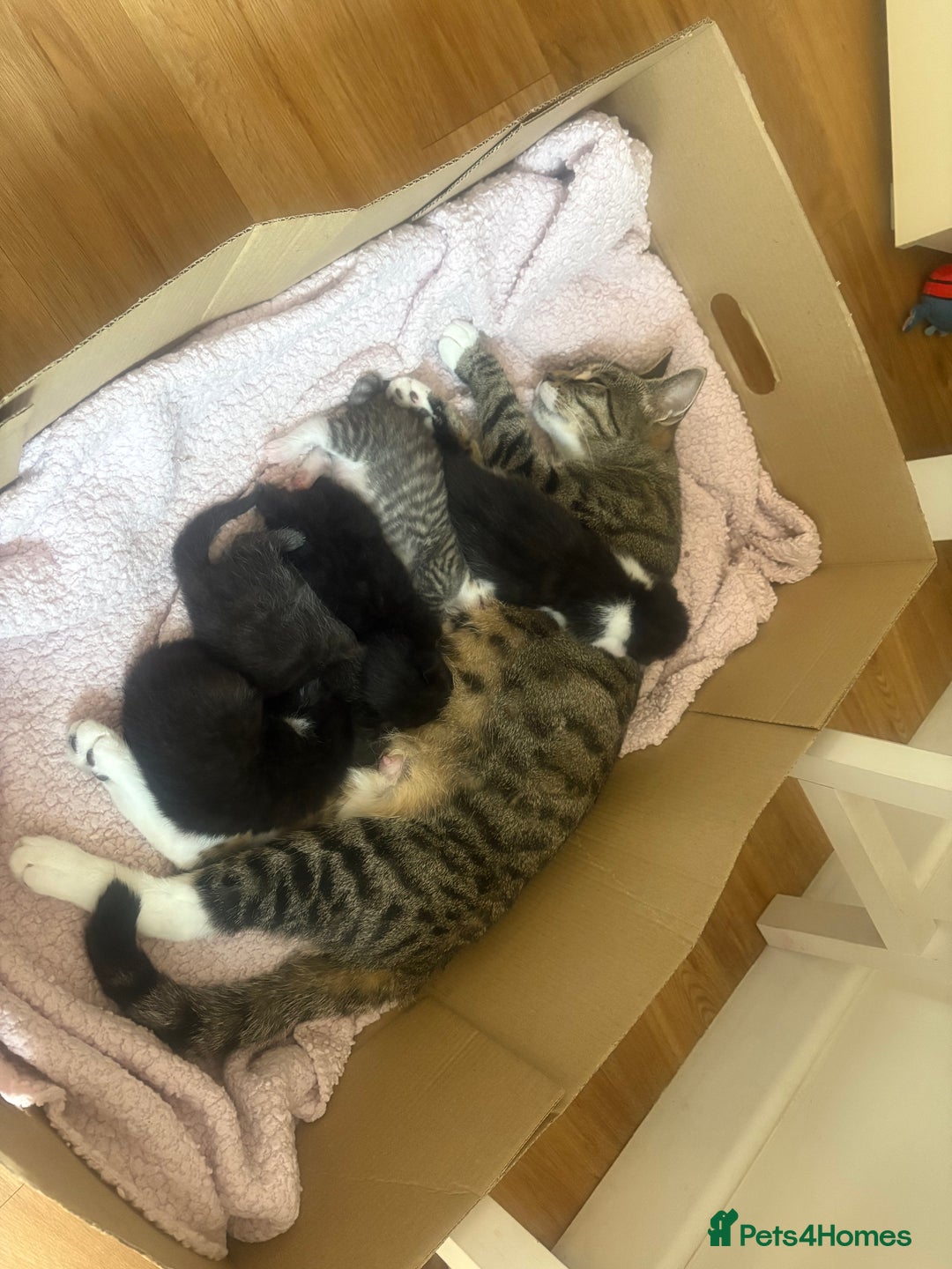 Bengal cats for sale: Half bengal mix  - Image 1