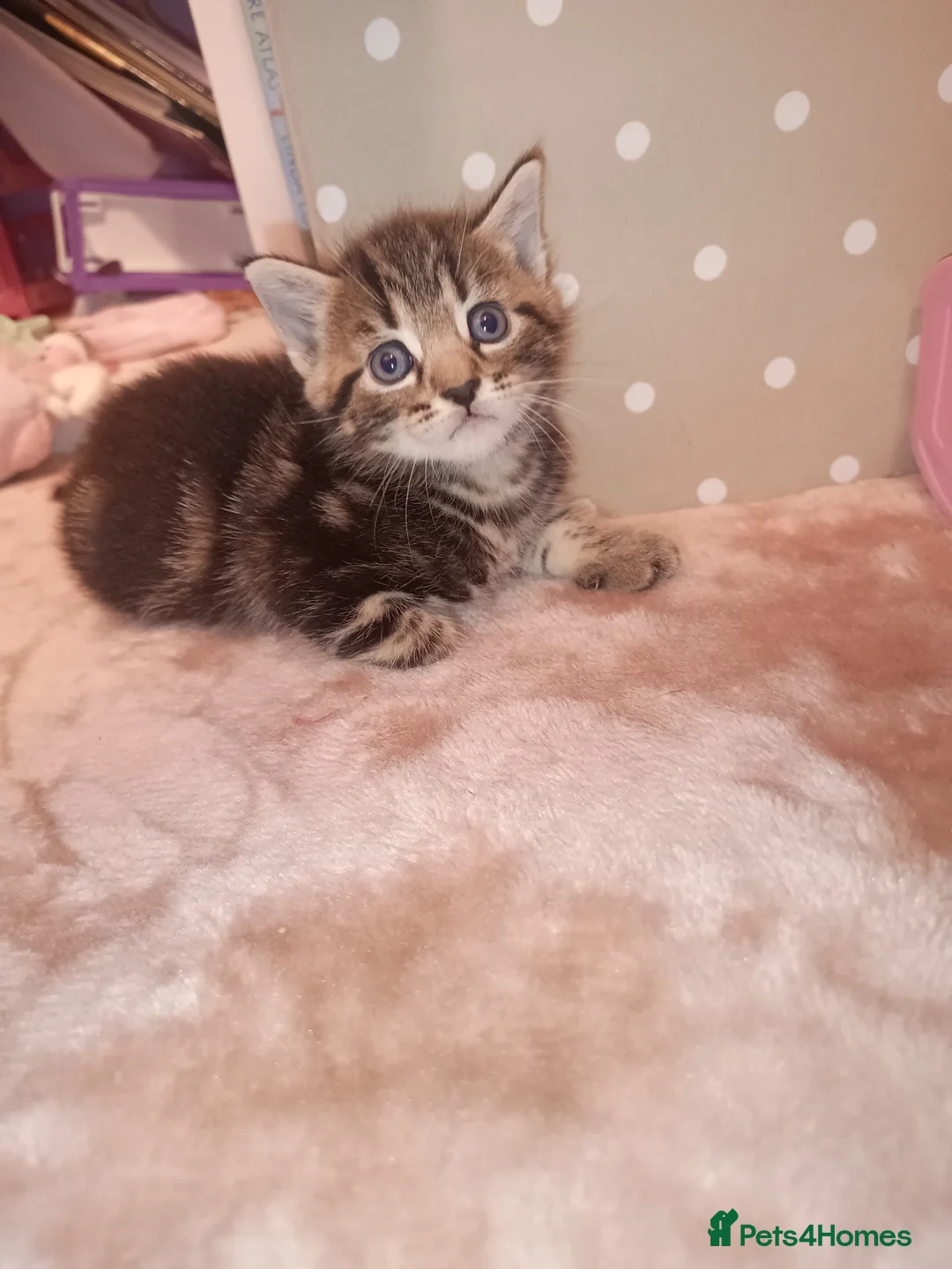 Mixed Breed cats for sale: Tabby, all black and black and white kittens   - Advert 2