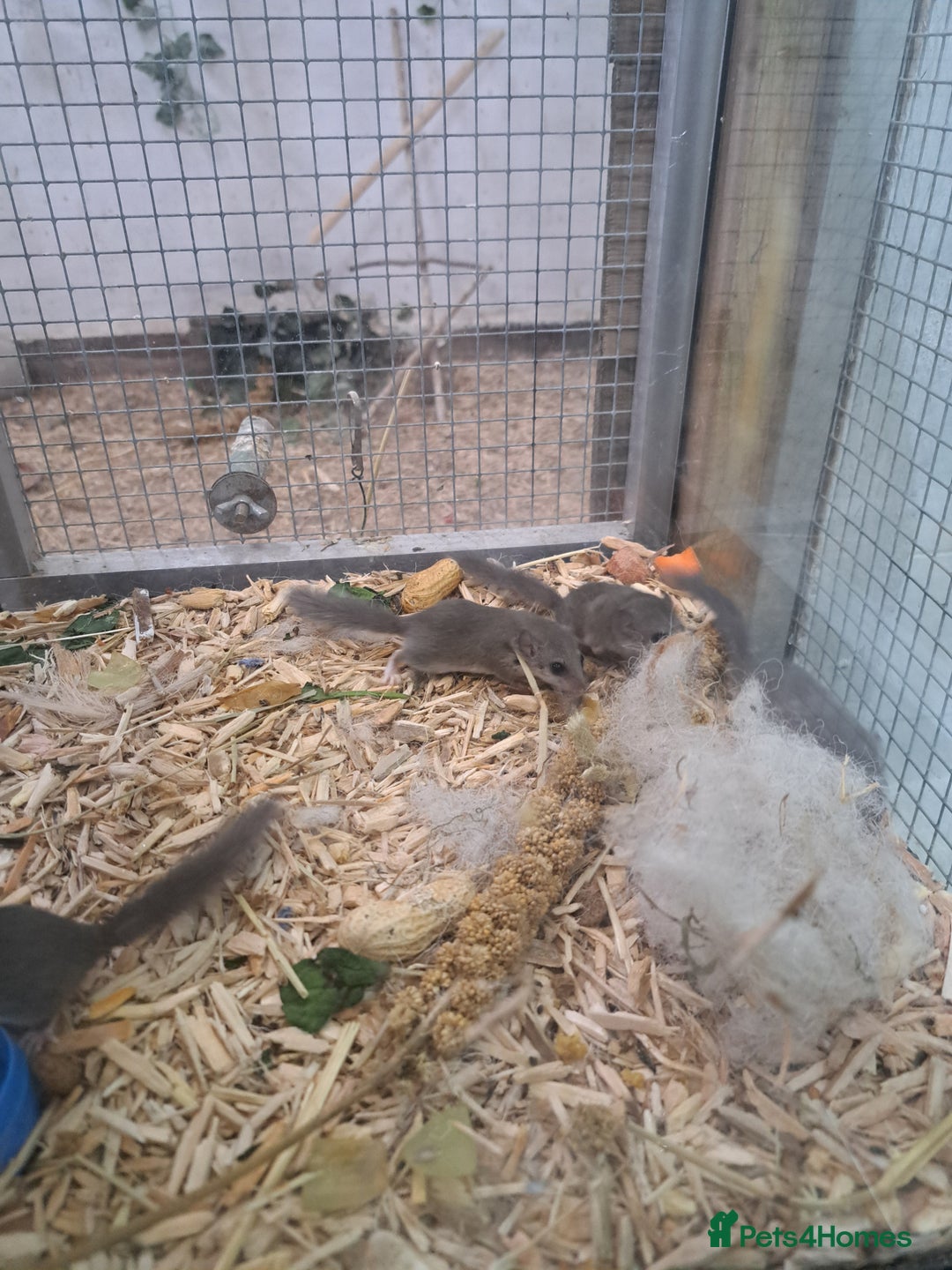 Mixed Breed rodents for sale: Micro squirrels  - Advert 6