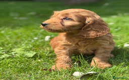 Cockapoo dogs for sale: BEAUTIFUL RED F1 COCKAPOO’S HEALTH TESTED PARENTS  - Image 18