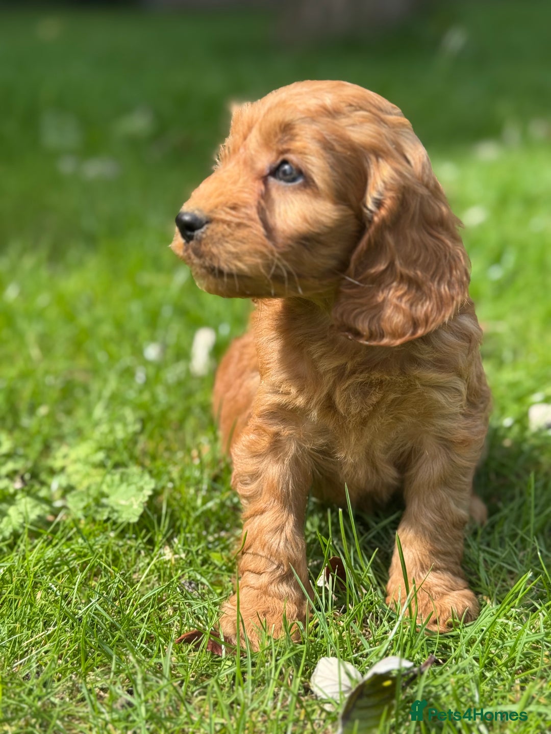 Cockapoo dogs for sale: BEAUTIFUL RED F1 COCKAPOO’S HEALTH TESTED PARENTS  - Image 18