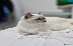 Ragdoll cats for sale: Blue mitted european girl - Image 13