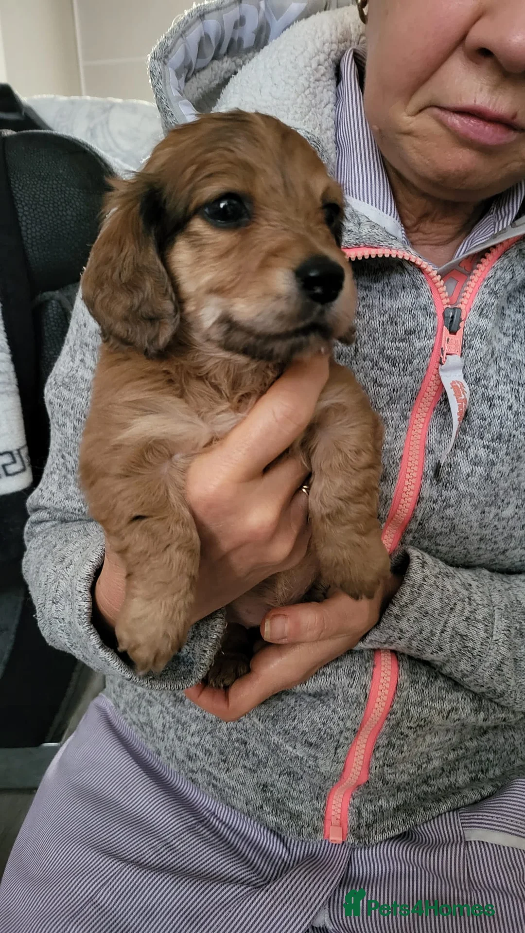 Miniature Dachshund dogs for sale: Miniature long haired daschunds  - Advert 13