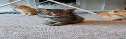 Mixed Breed cats for sale: 4 mixed kittens ready for loving homes - Advert 10