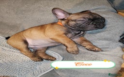 French Bulldog dogs for sale: 🌟 Beautiful French Bulldog Puppies  - Advert 19