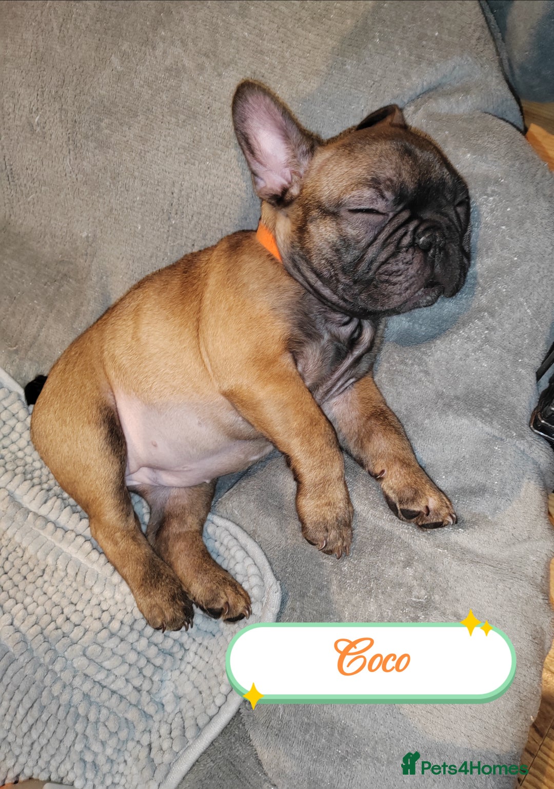French Bulldog dogs for sale: 🌟 Beautiful French Bulldog Puppies  - Advert 19
