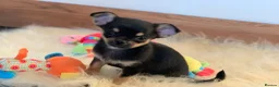 Chihuahua dogs for sale: 5* LICENSED READY💕 KC SMOOTH CHI BABY BOYS X2  - Advert 17