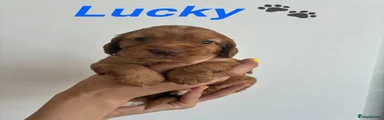 Cocker Spaniel Puppy 1