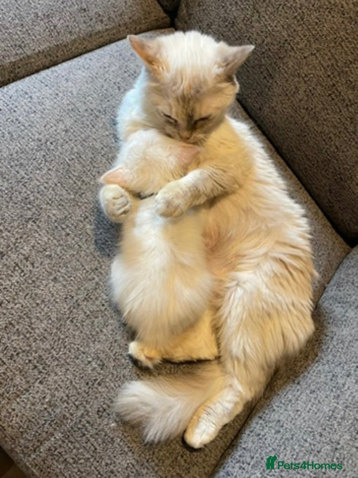 Ragdoll cats Beautiful GCCF Ragdoll Kittens  - Advert 1