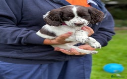 Cocker Spaniel dogs for sale: READY NOW KC Reg Working Cocker spaniel puppies - Image 10