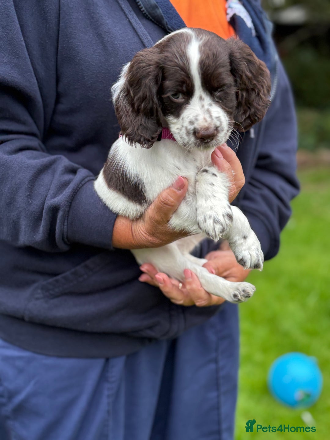 Cocker Spaniel dogs for sale: READY NOW KC Reg Working Cocker spaniel puppies - Image 10