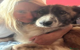 Mixed Breed dogs for adoption: Hilda - Norwich Norfolk  - Image 10