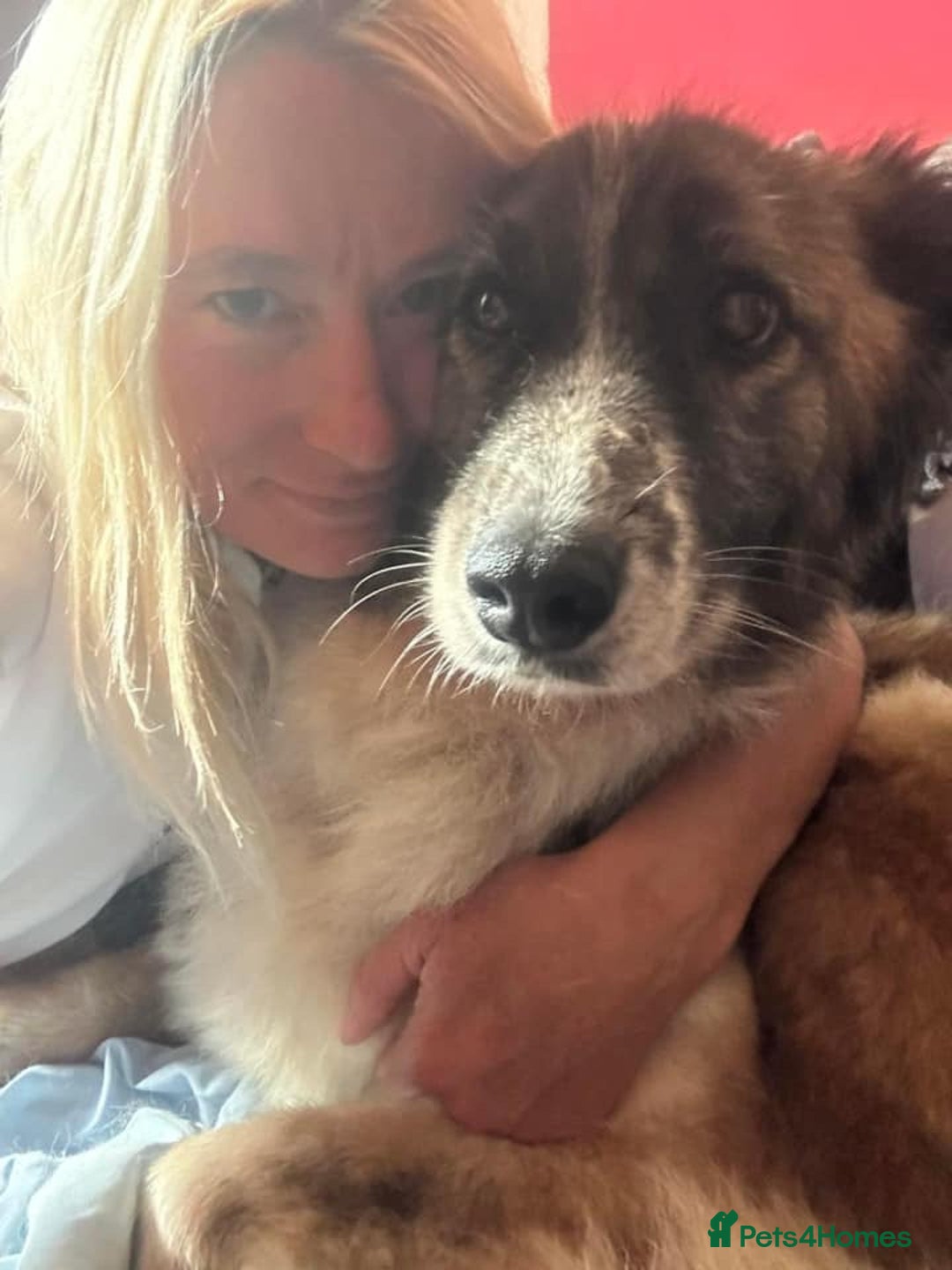Mixed Breed dogs for adoption: Hilda - Norwich Norfolk  - Image 10