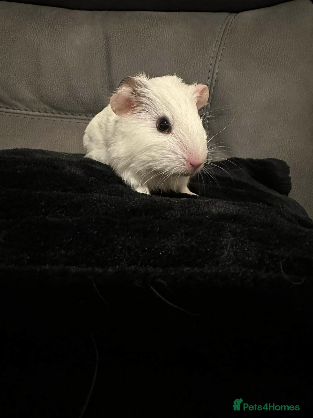 Guinea Pig rodents for sale: Baby boy guinea pig born 30th December  - Advert 3
