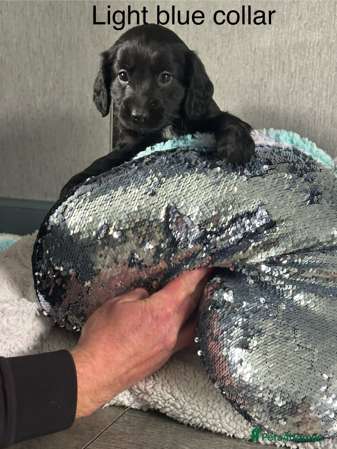 Mixed Breed dogs for sale: Springer spaniel X F1 Cockapoo  - Image 3