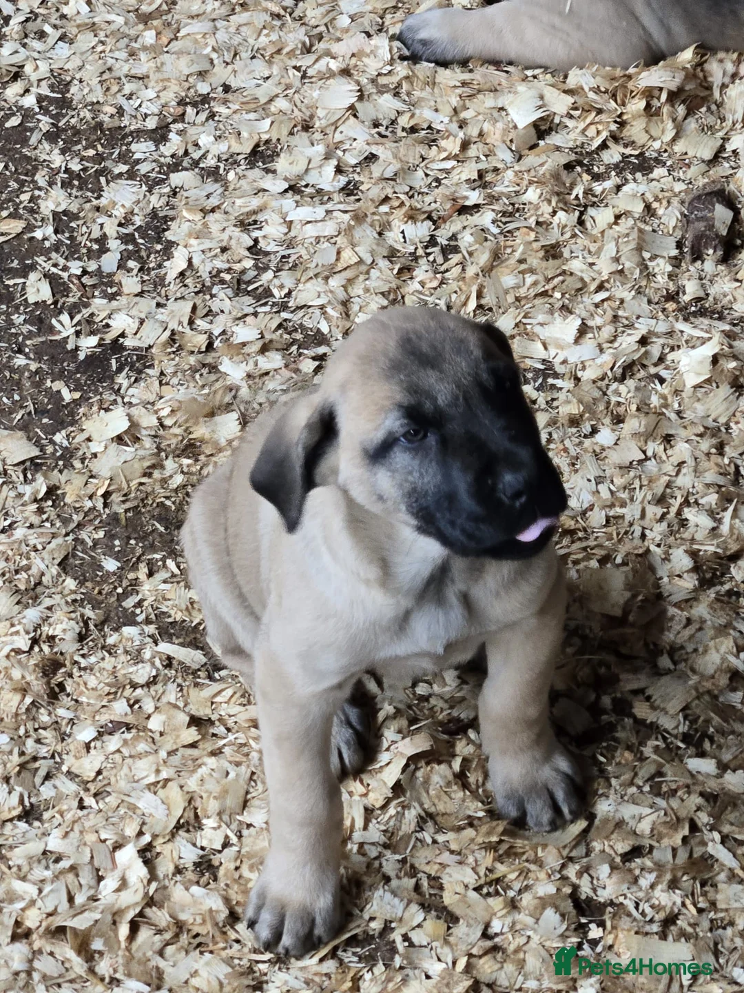 Anatolian Shepherd dogs for sale: Beautiful litter 5 girls left  - Advert 28