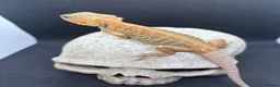 Bearded Dragon reptiles for sale: Spectacular baby dragons ready now  - Advert 15