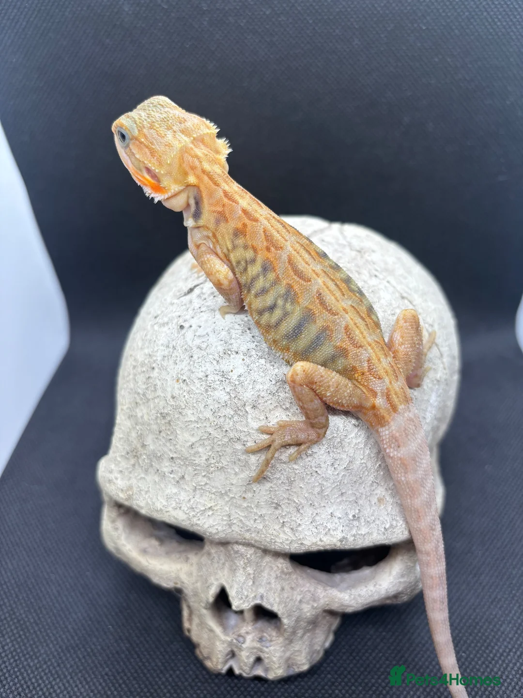Bearded Dragon reptiles for sale: Spectacular baby dragons ready now  - Advert 15