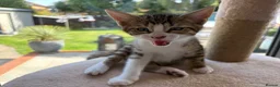 Mixed Breed cats for sale: Mixed breed with bengal in Eastleigh - Advert 10
