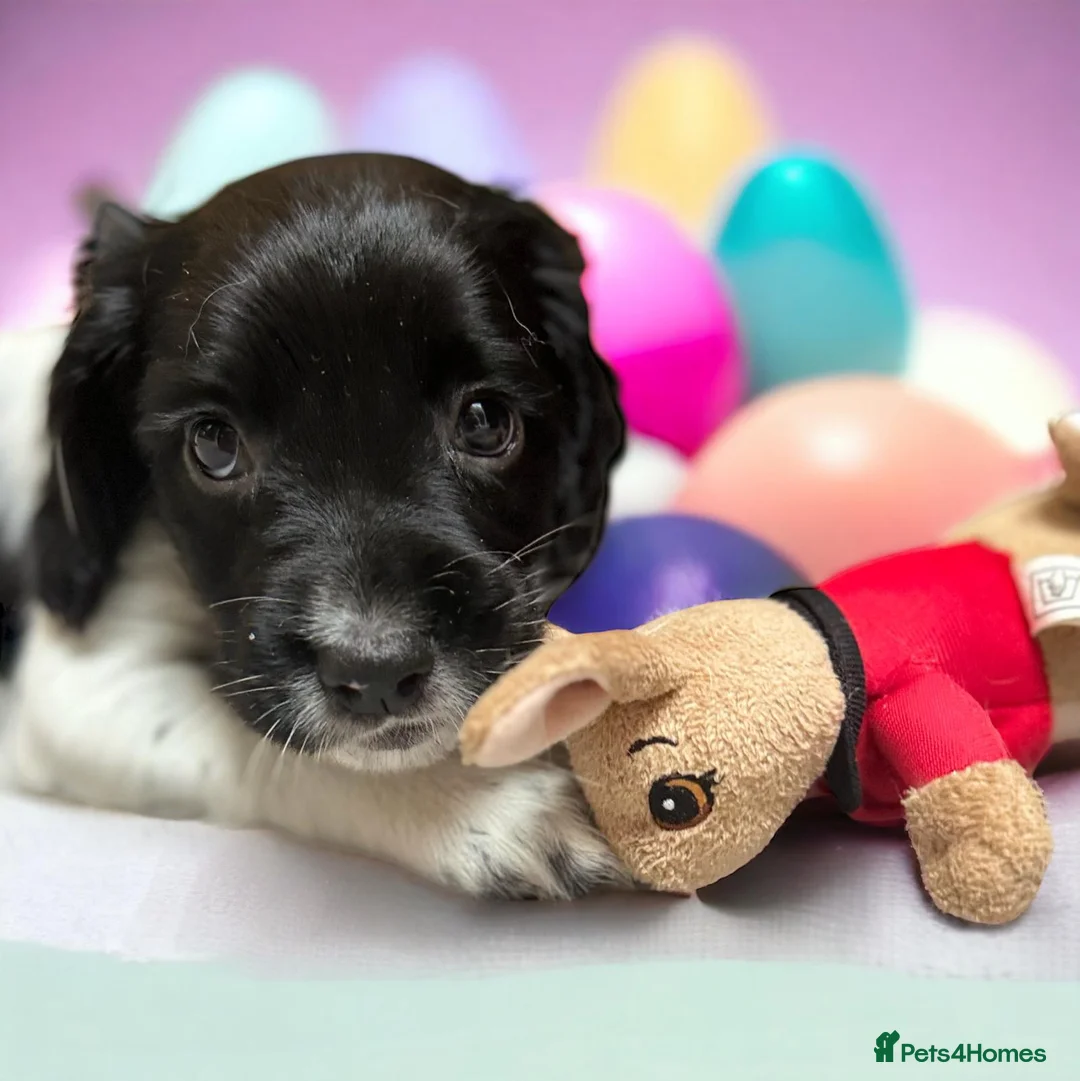 English Springer Spaniel dogs for stud: FIELD TRIAL WINNER, ENGLISH SPRINGER STUD DOG in Bristol - Advert 13