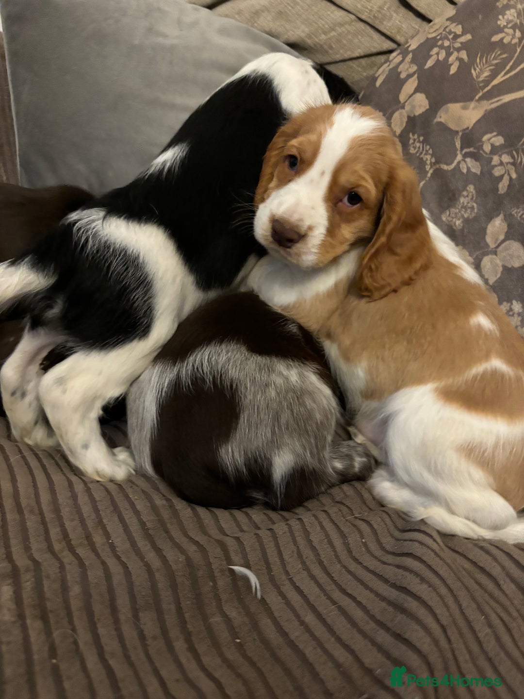 Cocker Spaniel dogs for sale: Cocker Spaniel Puppies   - Image 2