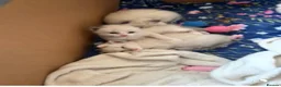 Ragdoll cats for sale: Ragdoll - Advert 14