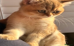 British Shorthair cats for sale: Early BLACK FRIDAY deal available  - Image 4