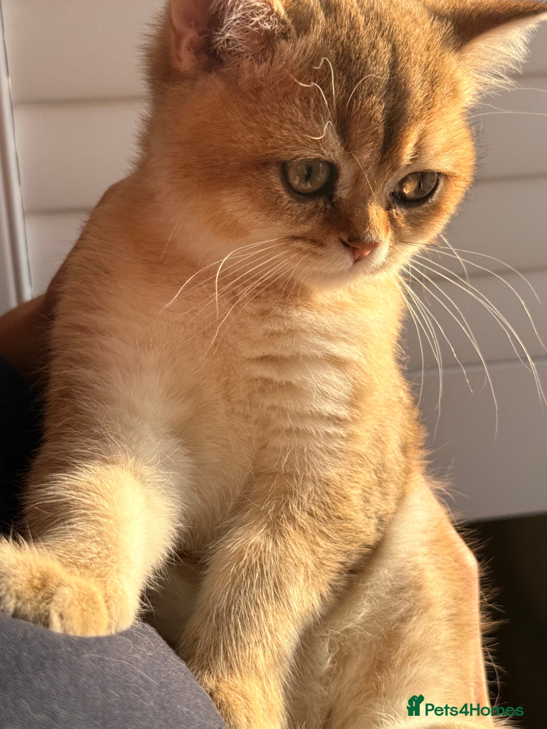 British Shorthair cats for sale: Early BLACK FRIDAY deal available  - Image 4