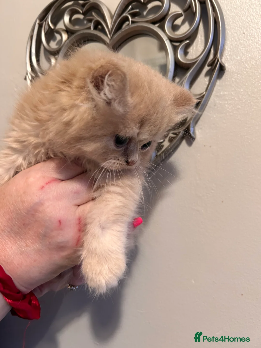 British Shorthair cats for sale: Show worthy British short hair with long hair gene - Advert 3