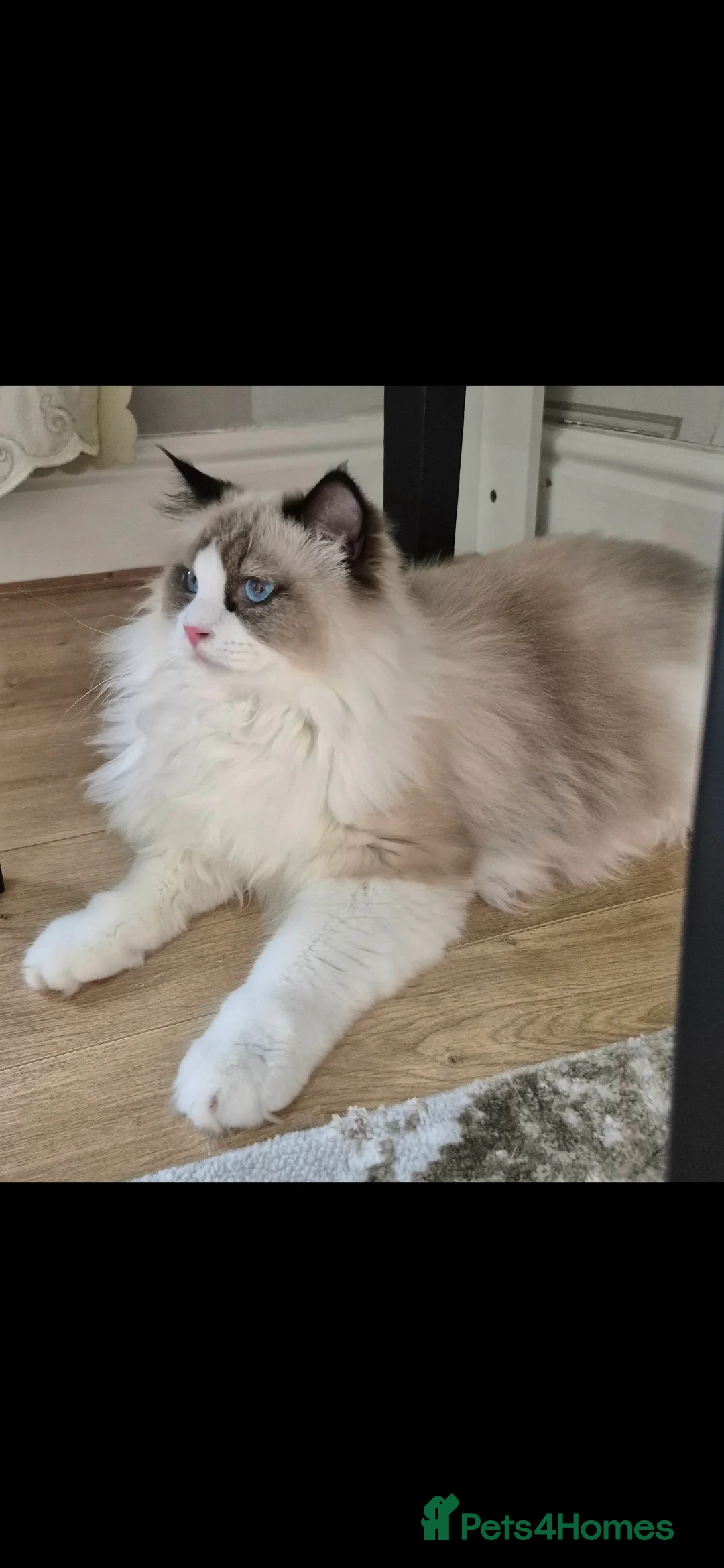 Ragdoll cats for sale: Premium Seal Bicolour  Ragdoll Boys 💖💖💖 - Advert 13