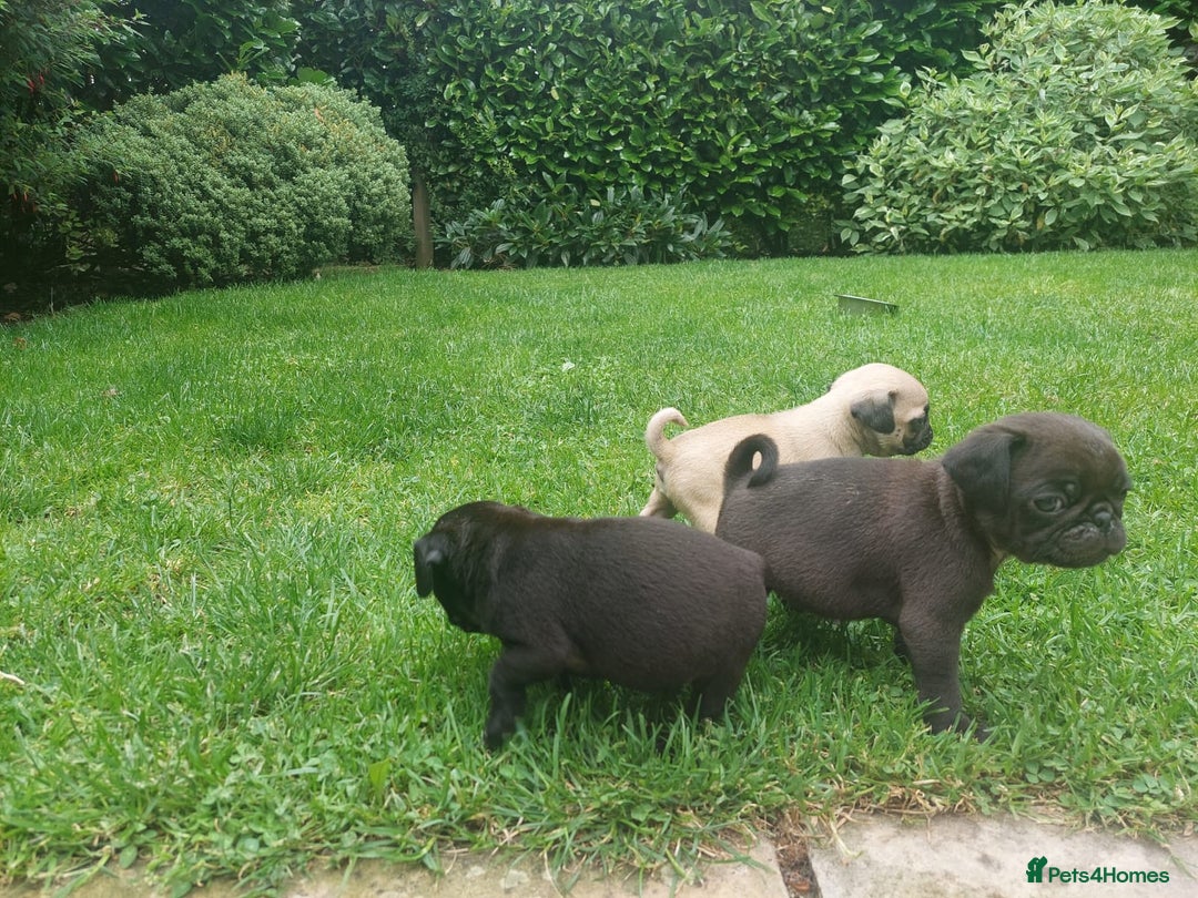 Pug dogs for sale: Pure pugs  - Image 9