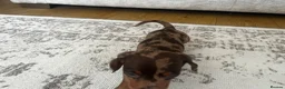 Miniature Dachshund dogs for sale: Miniature smooth haired Dachshund  in Tredegar - Advert 31