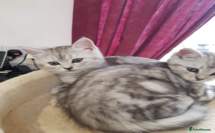 Persian cats - Advert 10
