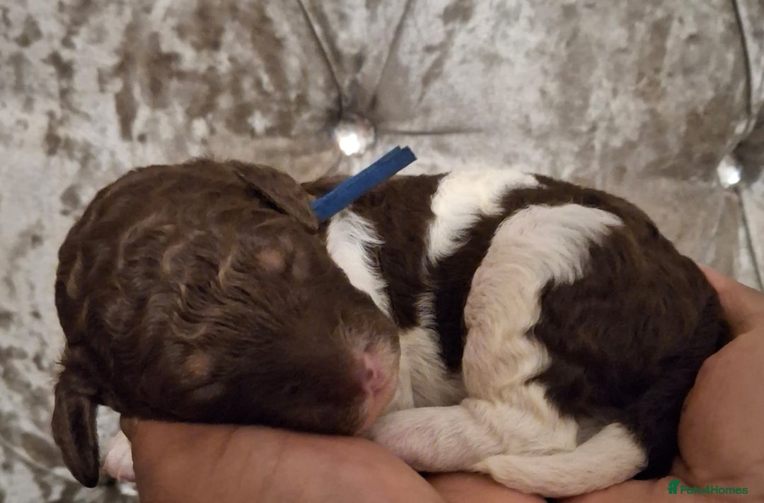 Standard Poodle dogs for sale: Beautiful KC registered parti tris - Advert 12