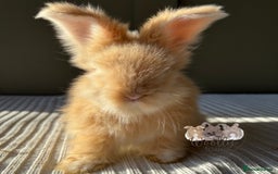 Angora rabbits for sale: Fully Vaccinated Maxi Faced English Angora - Advert 1