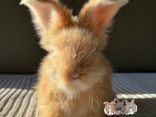 Angora rabbits Fully Vaccinated Maxi Faced English Angora - Advert 2