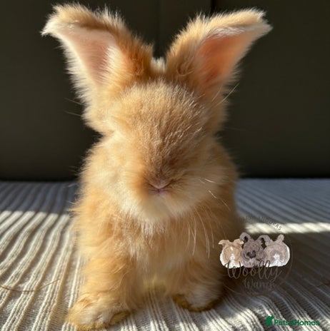 Angora rabbits Fully Vaccinated Maxi Faced English Angora - Advert 1