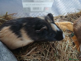 Guinea Pig rodents - Advert 4