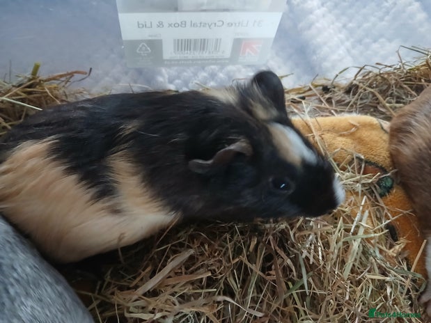 Guinea Pig rodents - Advert 2