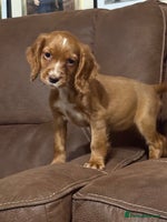 Cocker Spaniel dogs - Advert 15