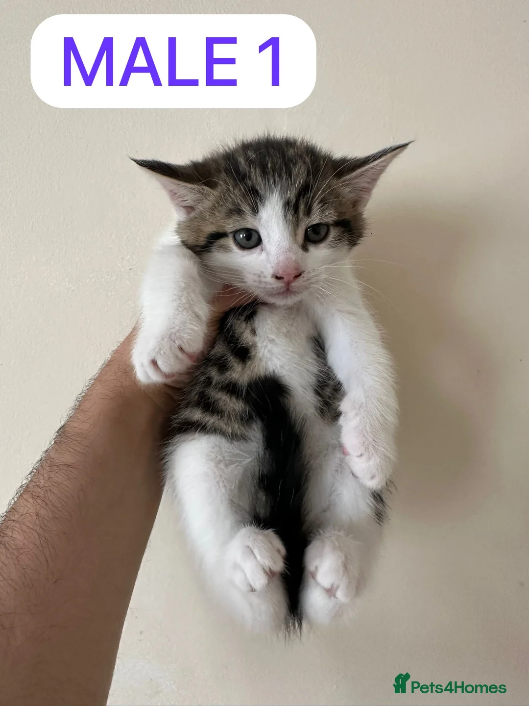 Mixed Breed cats for sale: 🐾  Half-British Shorthair Kittens Ready Now! 🐾 - Advert 2