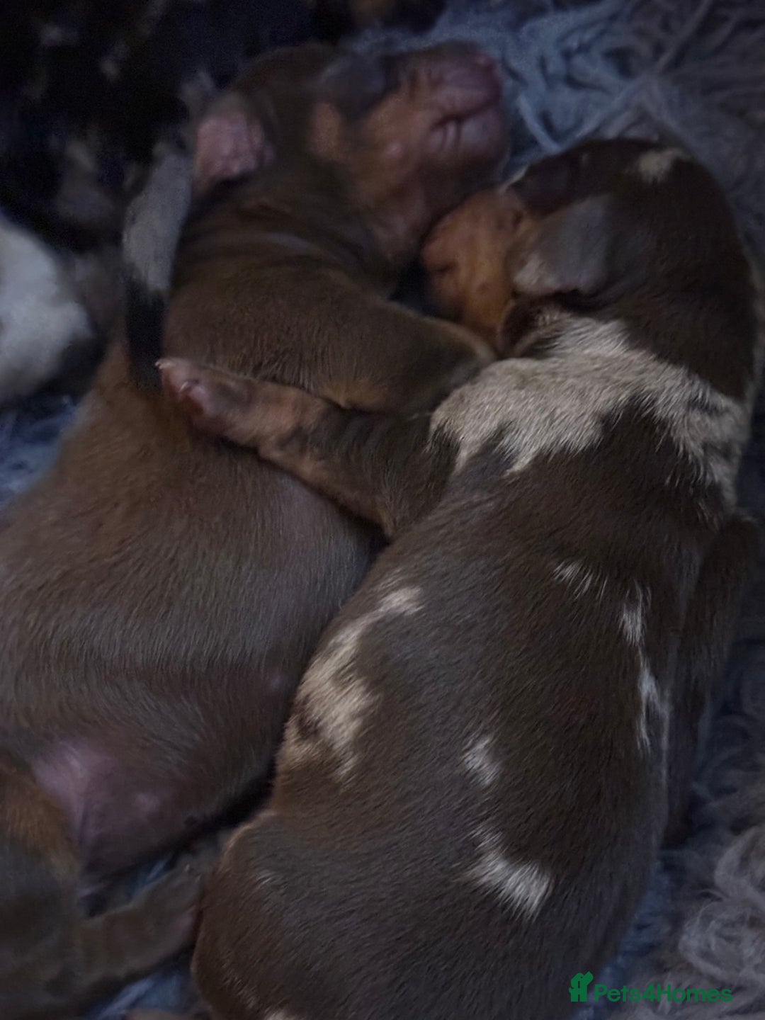 Miniature Dachshund dogs for sale: 🐾 5 Mini Dachshunds 4 dappled, 1 choc 🐾 - Advert 34