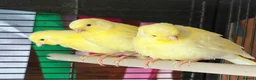 Canaries birds for sale: Fife Canaries - all born this year  - Advert 9