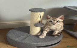 Bengal cats for sale: Bengal tiger  - Image 3