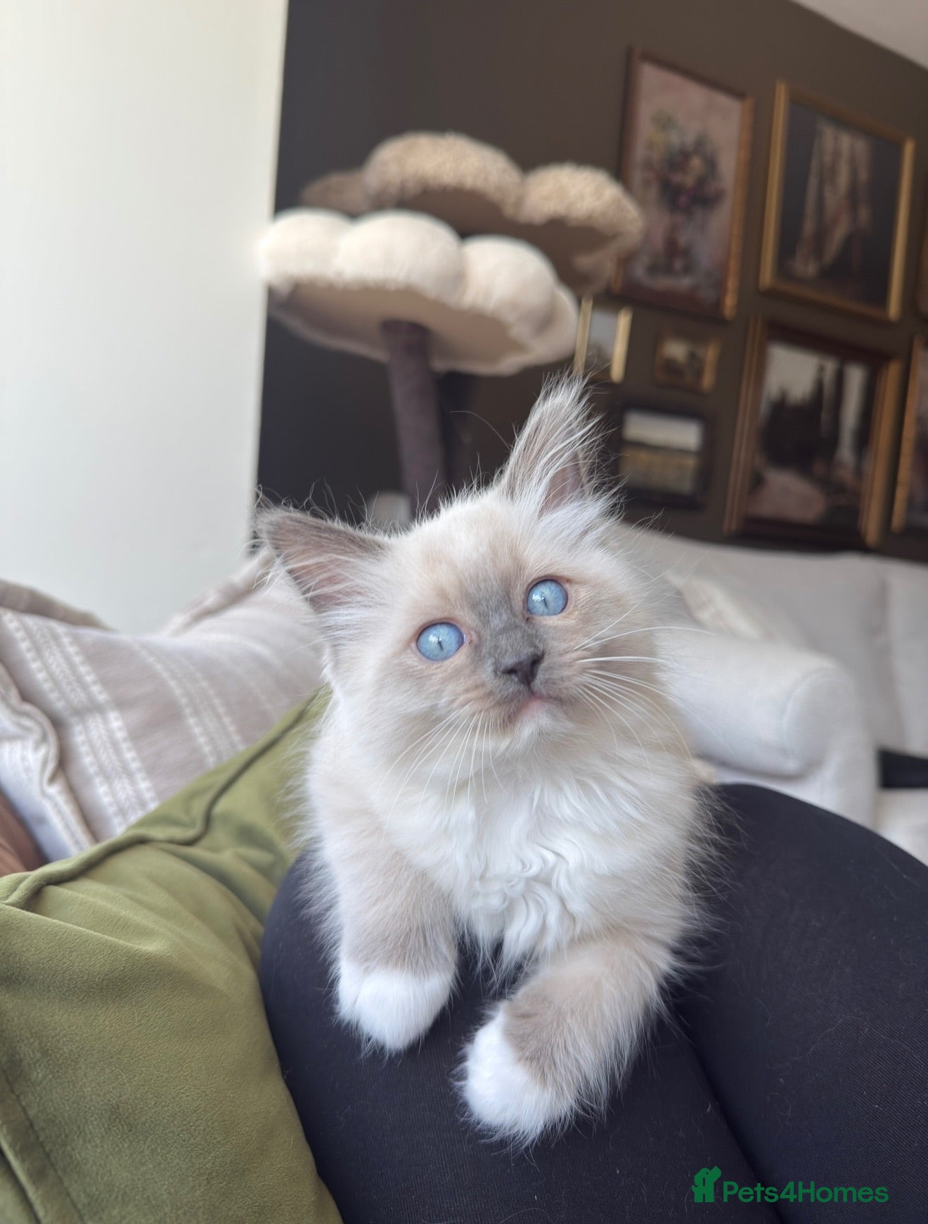 Ragdoll cats Pure bred European Ragdolls  - Advert 1