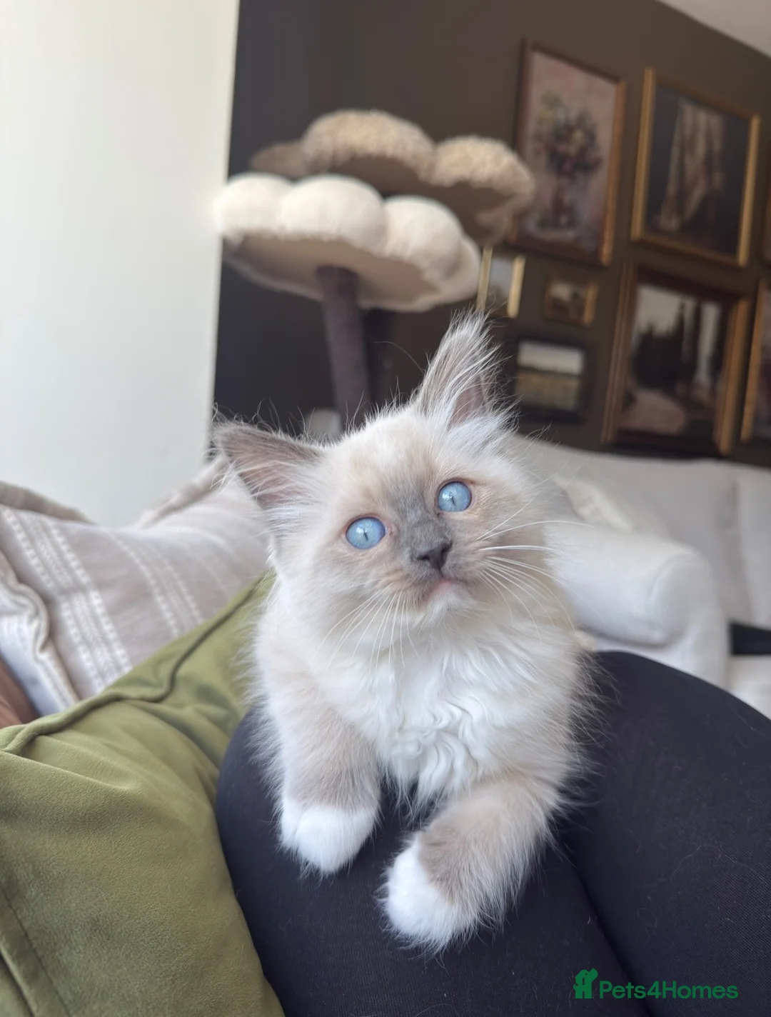 Ragdoll cats for sale: Pure bred European Ragdolls  - Advert 1