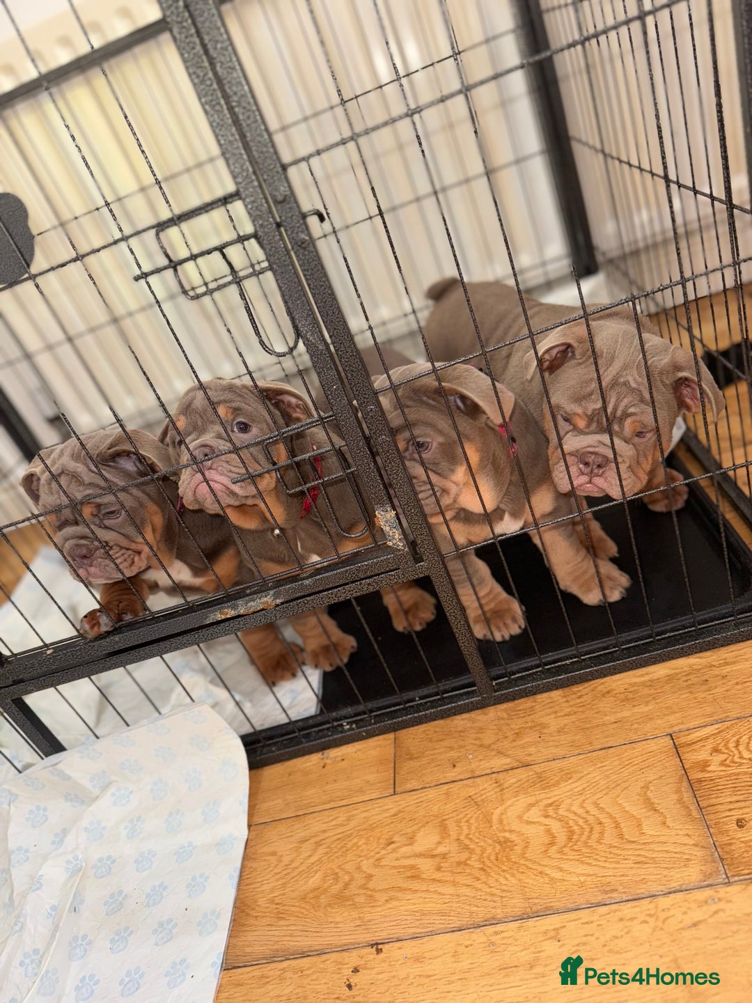 English Bulldog dogs for sale: English bulldogs  - Advert 5