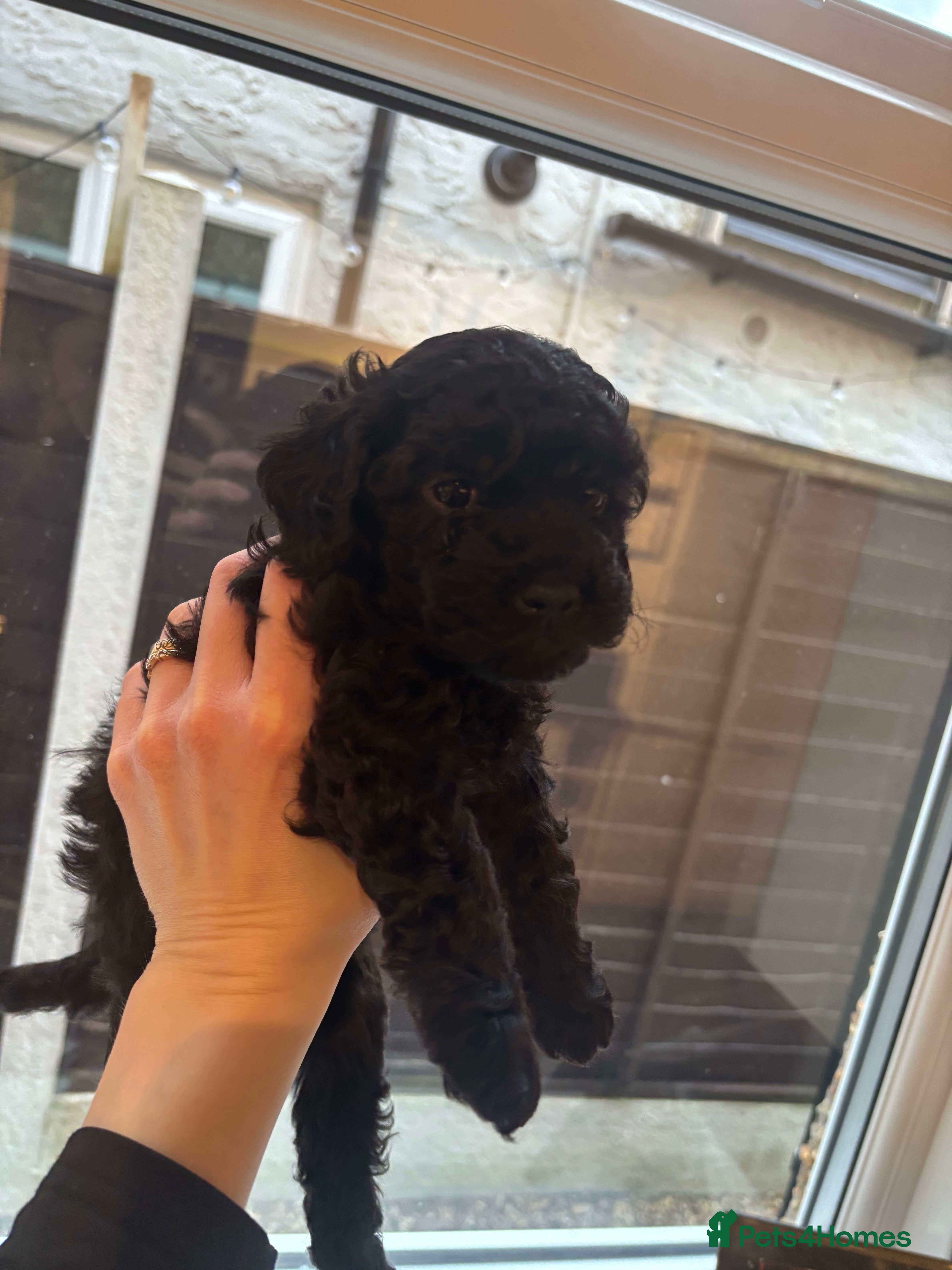 Cavapoo dogs F2 Cavapoo pups - Advert 11